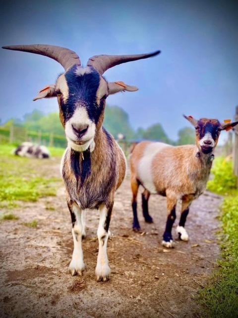 De Blauwe Hoeve Zwijndrecht Dış mekan fotoğraf